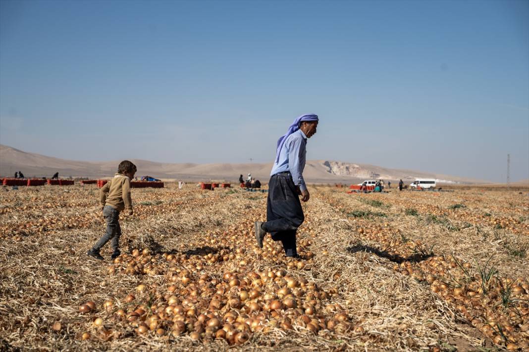 Konya Ovası’nda tablo gibi hasat 18